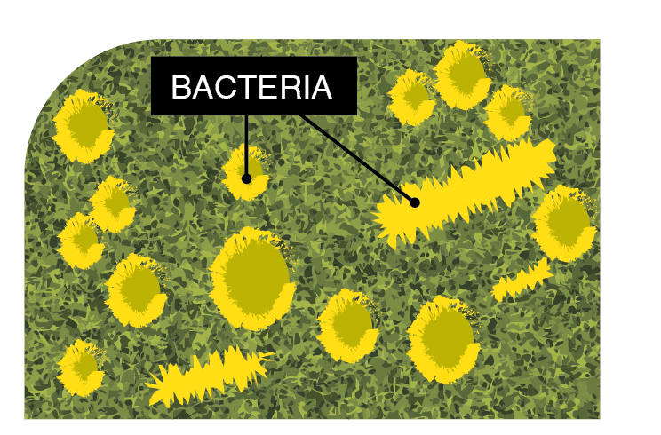 Microban Technology keeps artificial turf cleaner & fresher San Bernardino